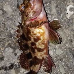 カサゴ