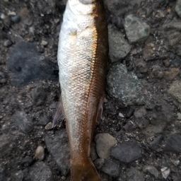 ムツ
