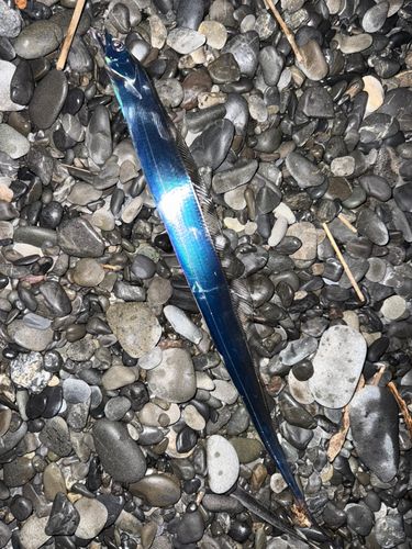 タチウオの釣果