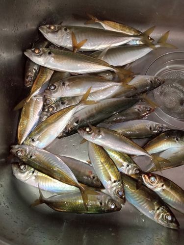 マアジの釣果