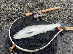 サクラマスの釣果