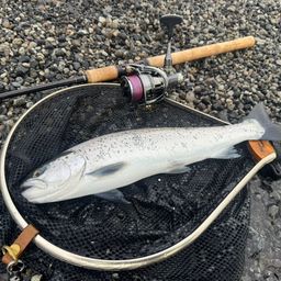 サクラマス