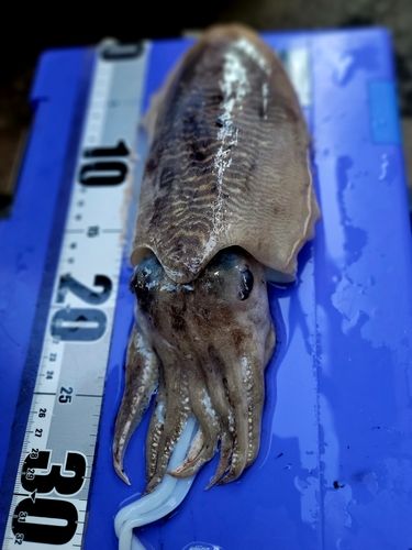 コウイカの釣果