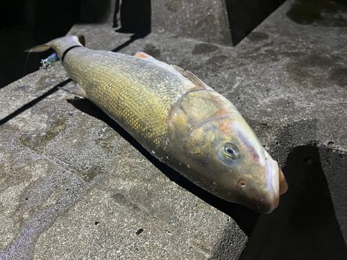 マルタウグイの釣果