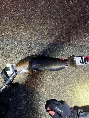 アイナメの釣果