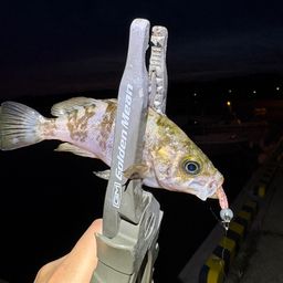 メバル