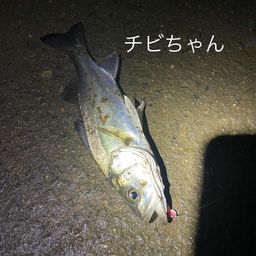 セイゴ（マルスズキ）