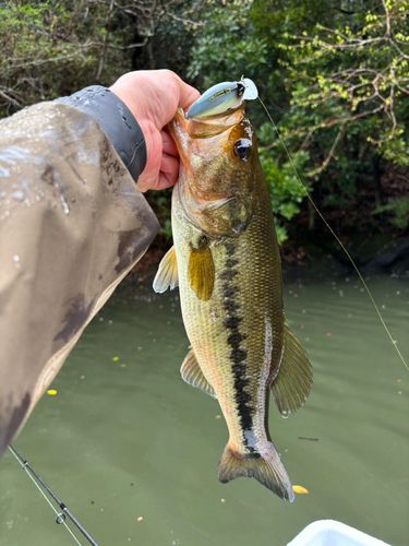 ラージマウスバスの釣果