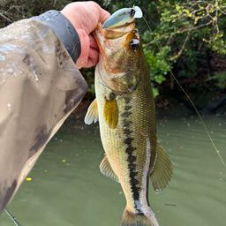 ラージマウスバス