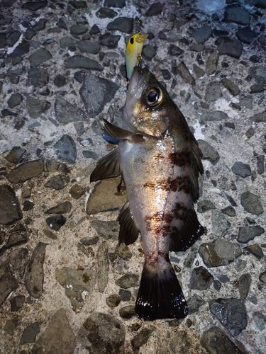 メバルの釣果
