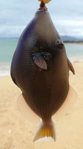 ツマジロモンガラの釣果