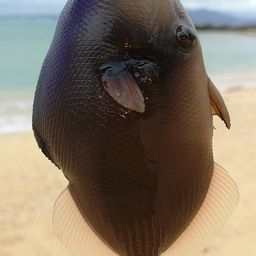 ツマジロモンガラ