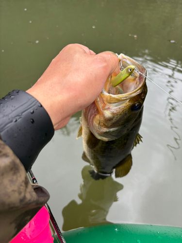 ラージマウスバスの釣果