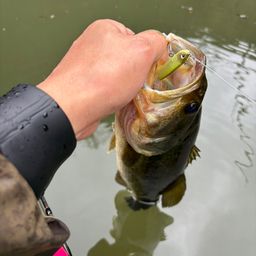 ラージマウスバス