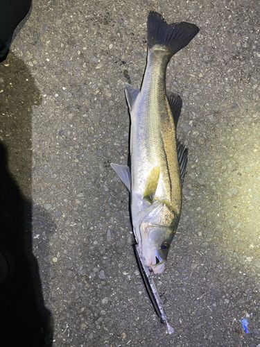 シーバスの釣果