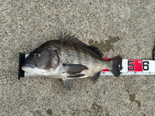 クロダイの釣果