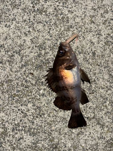 アイナメの釣果