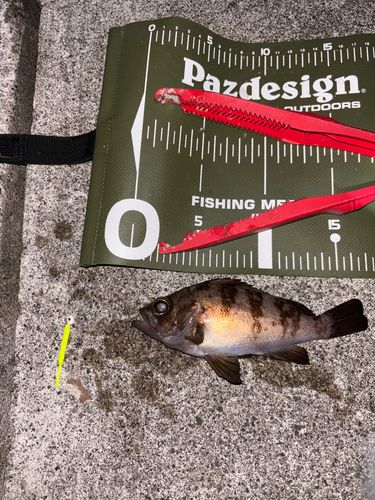 シロメバルの釣果