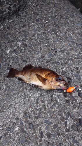 メバルの釣果