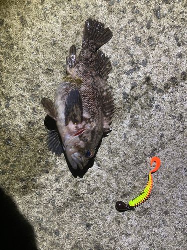 釣果