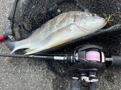 クロダイの釣果