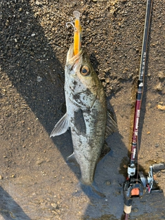 スズキの釣果