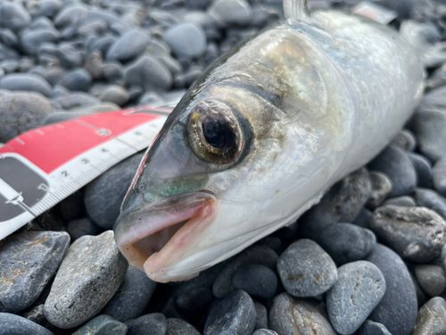 ボラの釣果
