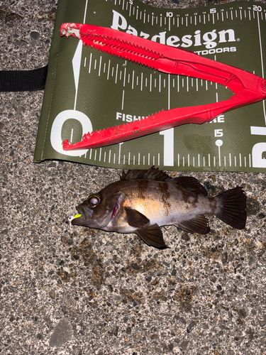 シロメバルの釣果