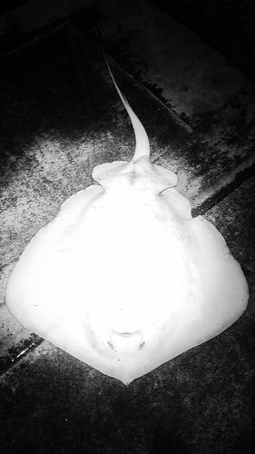 アカエイの釣果