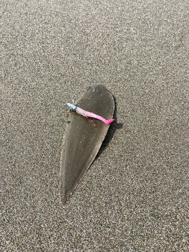 シタビラメの釣果