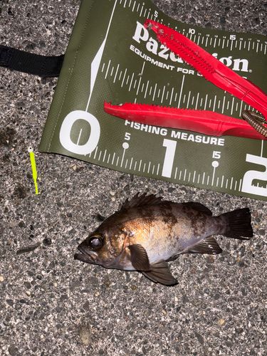 シロメバルの釣果