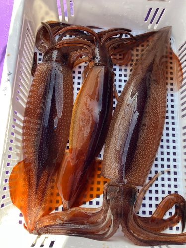 スルメイカの釣果