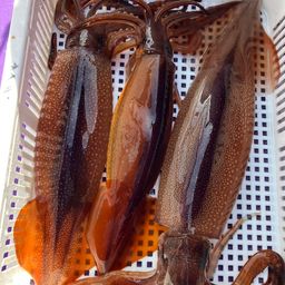 スルメイカ