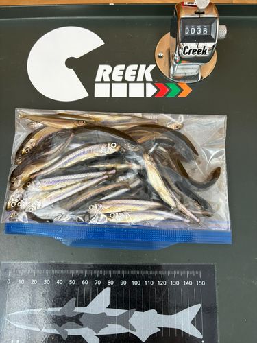 ワカサギの釣果