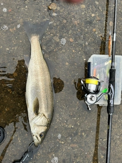 スズキの釣果