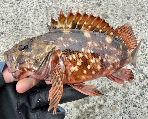 カサゴの釣果