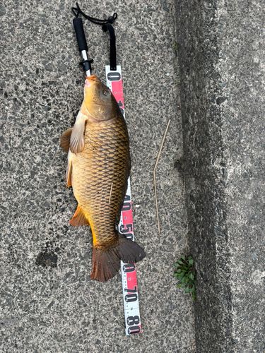 コイの釣果
