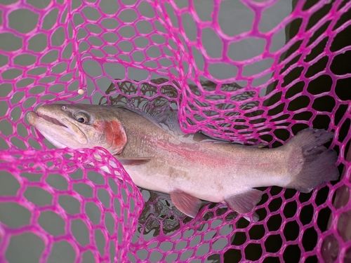 ホウライマスの釣果