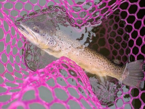 ブラウントラウトの釣果