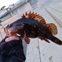 カサゴ