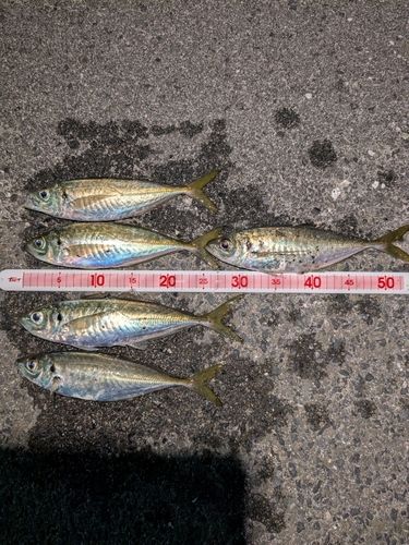 アジの釣果