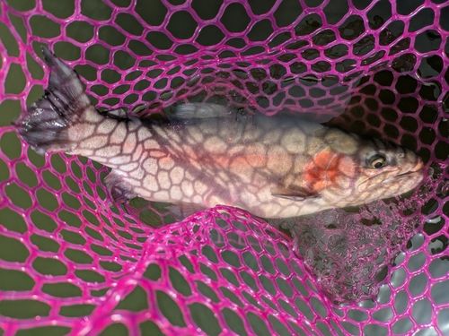 ホウライマスの釣果