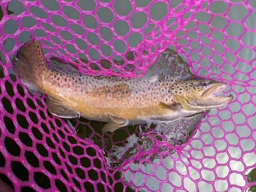 ブラウントラウトの釣果