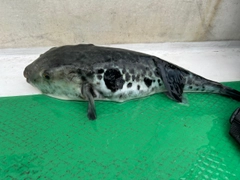 トラフグの釣果