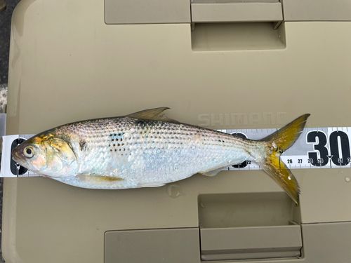 コノシロの釣果