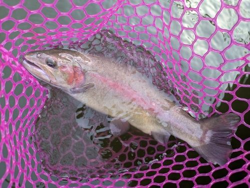 ホウライマスの釣果