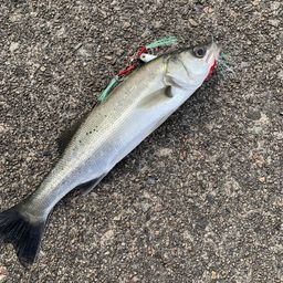 セイゴ（マルスズキ）