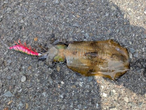 アオリイカの釣果