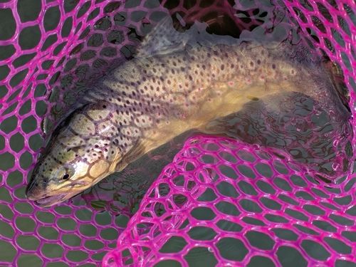 ブラウントラウトの釣果