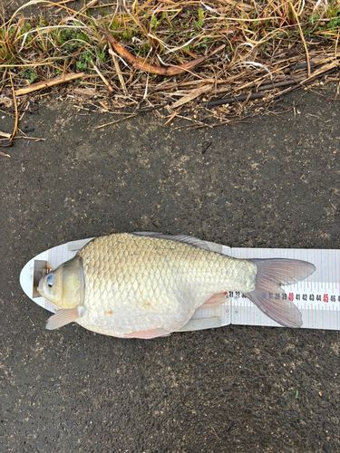 ヘラブナの釣果